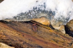globular springtail [Dicyrtomina saundersi?]