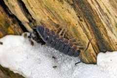 Common Rough Woodlouse [Porcellio scaber]