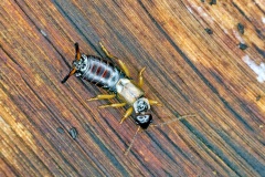 Common Earwig [Forficula auricularia]