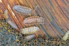 Common Rough Woodlouse [Porcellio scaber]