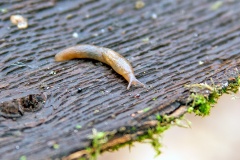 Netted Slug [Deroceras reticulatum]