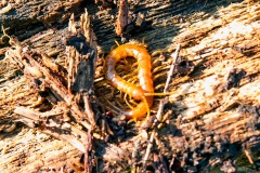 Brown Centipede [Lithobius forficatus]