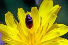 shining flower beetle [Olibrus aeneus]