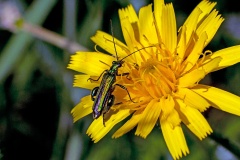 Swollen-thighed Beetle [Oedemera nobilis]