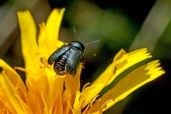 Small Green Pot Beetle [Cryptocephalus hypochaeridis]