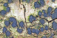 Birch Woodwart [Jackrogersella multiformis?]