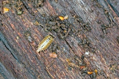 Common Striped Woodlouse [Philoscia muscorum]