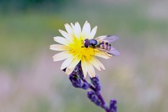Lesser Banded Hoverfly [Syrphus vitripennis]