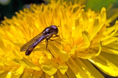 Chequered Hoverfly [Melanostoma scalare]