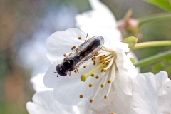 Variable Duskyface Fly [Melanostoma mellinum]