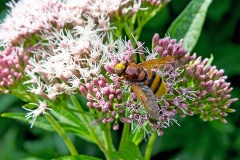 Lesser Hornet Hoverfly [Volucella inanis]