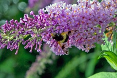 Pellucid Fly [Volucella pellucens]