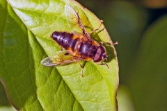 Tapered Drone Fly [Eristalis pertinax]