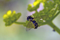 Long Hoverfly [Sphaerophoria scripta]