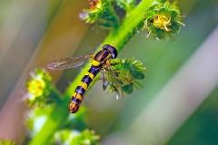 Long Hoverfly [Sphaerophoria scripta]