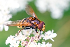 Hornet Hoverfly [Volucella zonaria]