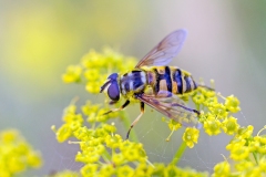 Death's Head Fly (or Batman Hoverfly) [Myathropa florea]