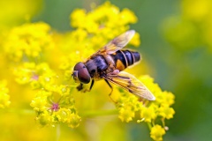 Tapered Drone Fly [Eristalis pertinax]