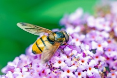 Lesser Hornet Hoverfly [Volucella inanis]