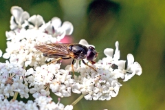 Parsley Blacklet [Cheilosia pagana]
