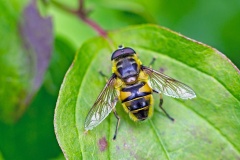 Death's Head Fly (or Batman Hoverfly) [Myathropa florea]