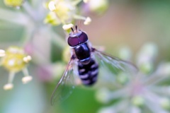 Pied Hoverfly [Scaeva pyrastri]