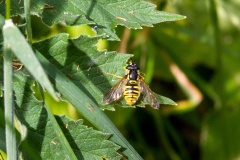 Large Spearhorn [Chrysotoxum cautum]