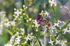 Spotted Thintail [Meliscaeva auricollis]
