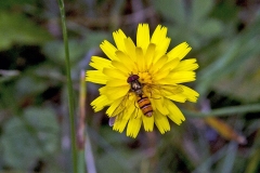 Marmalade Hoverfly [Episyrphus balteatus]
