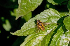 Sun Fly [Helophilus pendulus]