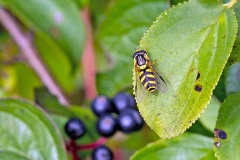 Stripe-backed Brusheye [Dasysyrphus albostriatus]