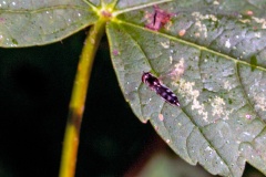 White-footed Hoverfly [Platycheirus albimanus]