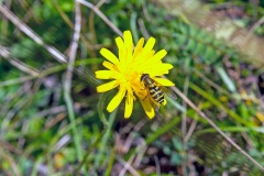 Common Banded Hoverfly [Syrphus ribesii]