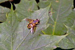 Batman Hoverfly [Myathropa florea]
