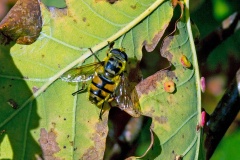 Batman Hoverfly [Myathropa florea]