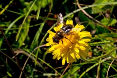 Plain-faced Drone Fly [Eristalis arbustorum]
