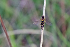 Long Hoverfly [Sphaerophoria scripta]
