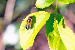 Spring Epistrophe [Epistrophe eligans]