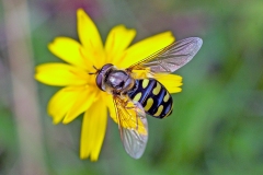 Black-tailed Aphideater [Eupeodes luniger]