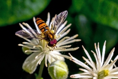 Marmalade Hoverfly [Episyrphus balteatus]