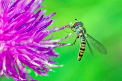 Marmalade Hoverfly [Episyrphus balteatus]
