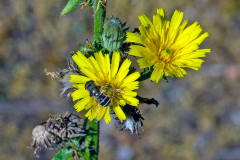 Stripe-faced Drone Fly [Eristalis nemorum]