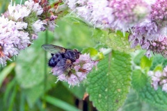tachinid fly [Panzeria anthophila?]