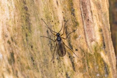 dark-winged fungus gnat [Sciara sp?]