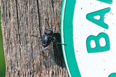 Face Fly [Musca autumnalis]