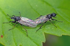 White-winged Bibio [Bibio leucopterus]