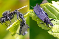 St. Mark's Fly [Bibio marci]