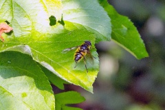Death's Head Fly (or Batman Hoverfly) [Myathropa florea]