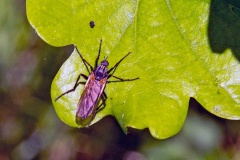 Common Dance Fly [Empis tessellata]