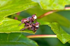 Plain-winged Spring Beegrabber [Myopa testacea]